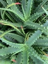 Closeup shot of green aloe vera plant leaves with thorns on the Island of Maui, Hawaii Royalty Free Stock Photo