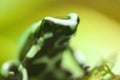 Closeup shot of a green and black Poison Dart Arrow Frog on the branch at daytime Royalty Free Stock Photo