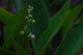 Closeup shot of a green branch of lilies with green leaves
