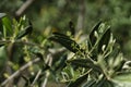 Closeup shot of green branches of olive