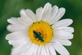 Closeup shot of a green bug sitting on a Daisy flower with a green background Royalty Free Stock Photo