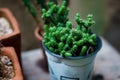 Closeup shot of a green cactus in a plastic pot with a blurred background Royalty Free Stock Photo