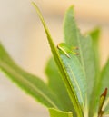 Closeup shot of the green caterpillar on the leaf Royalty Free Stock Photo