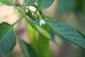 Green chilli flower and green chilli