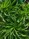 Closeup shot of green chlorophytum plant Royalty Free Stock Photo