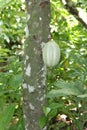 Closeup shot of a green cocoa pod hanging on the tree