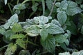 Closeup shot of a green Common Stinging Nettle plant during frosty morning