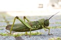 Closeup shot of a green cricket with a blurred background Royalty Free Stock Photo