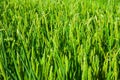 Closeup shot of green ears of rice