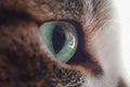 Closeup shot of a green eye of a black and white cat Royalty Free Stock Photo