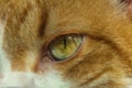 Closeup shot of a green eye of a red cat Royalty Free Stock Photo
