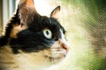 Closeup shot of green-eyed cat looking out of a window on a sunny day Royalty Free Stock Photo
