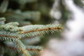 Closeup shot of a green fir tree branch covered in dewdrops on a blurred background Royalty Free Stock Photo