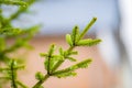 Closeup shot of green fir tree branch covered in dewdrops on a blurred background Royalty Free Stock Photo