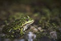 Closeup shot of a green frog sitting on moss covered pebbles Royalty Free Stock Photo
