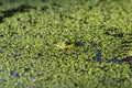 Closeup shot of a green frog swimming in the water with full of green plants Royalty Free Stock Photo