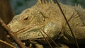 Closeup shot of a green giant iguana's head with blurred background, Chengdu Zoo, Sichuan Province Royalty Free Stock Photo