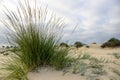 Closeup shot of a green grass bush on a sandy beach Royalty Free Stock Photo