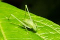 Closeup shot of a green grass hopper on a leaf with a dark background Royalty Free Stock Photo