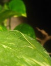 Macro of Green grasshopper merged completely on green plant