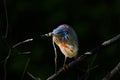 Closeup shot of a green heron preening while perched on a tree branch in the daylight Royalty Free Stock Photo