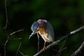 Closeup shot of a green heron preening while perched on a tree branch in the daylight Royalty Free Stock Photo