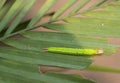 Closeup shot of a green horned caterpillar on a leaf Royalty Free Stock Photo