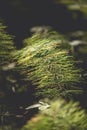 Closeup shot of green horsetail in a forest Royalty Free Stock Photo