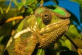 Closeup shot of a green iguana with a blurred background Royalty Free Stock Photo