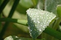 Closeup shot of a green leaf covered in dew droplets Royalty Free Stock Photo
