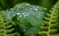 Closeup shot of a green leaf covered in dew and rain droplets Royalty Free Stock Photo