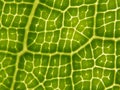 Closeup shot of a green leaf patterns with reticulate veins