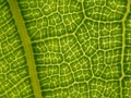 Closeup shot of a green leaf patterns with reticulate veins