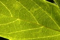 Closeup shot of green leaf skeleton Royalty Free Stock Photo