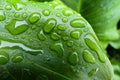 Closeup shot of a green leaf surface covered in water droplets in a garden Royalty Free Stock Photo