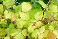 Closeup shot of the green leaves of a bramble shrub by a grid fence Royalty Free Stock Photo