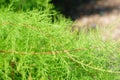 Closeup shot of green leaves of a shatavari plant