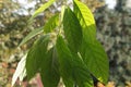 Closeup shot of green leaves of a young avocado seedling Royalty Free Stock Photo