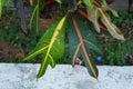 Closeup shot of green lined leaves on a croton plant