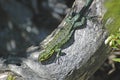 Closeup shot of a green lizard on background of a tree Royalty Free Stock Photo