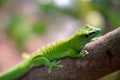 Closeup shot of a green lizard on a tree in a forest Royalty Free Stock Photo