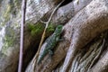 Closeup shot of a green lizard on a tree root Royalty Free Stock Photo