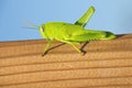 Closeup shot of a green locust insect on a wooden surface