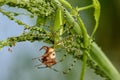 Closeup shot of a green lynx spider (Peucetia viridans) eating an insect on the plant Royalty Free Stock Photo