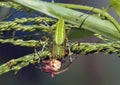 Closeup shot of a green lynx spider (Peucetia viridans) eating an insect on the plant Royalty Free Stock Photo