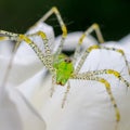 Closeup shot of a green lynx spider on a white rose Royalty Free Stock Photo