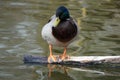 Closeup shot of a green mallard duck perched on wood in a lake
