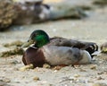 Closeup shot of a green mallard duck on the shore of a pond