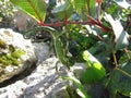 Closeup shot of a green Mediterranean chameleon in Malta Royalty Free Stock Photo