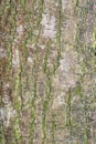 Closeup shot of a green moss covered tree trunk surface Royalty Free Stock Photo